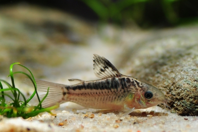 Corydoras elegans Callichthyidae