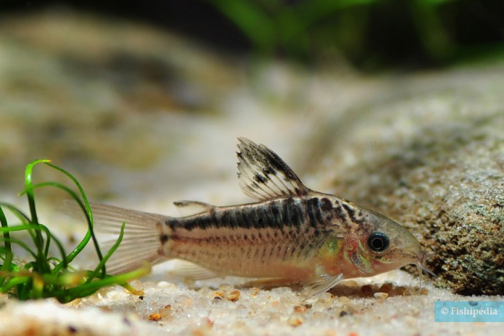 Corydoras elegans