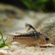 picture of Corydoras elegans