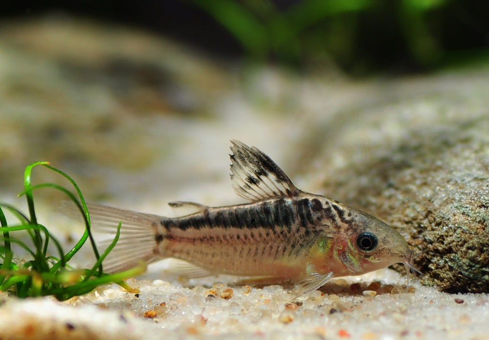 Corydoras elegans