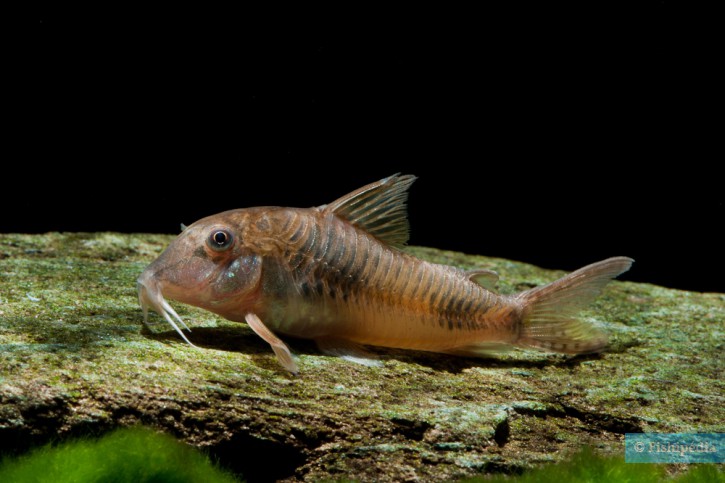 Corydoras ellisae