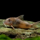 picture of Corydoras ellisae