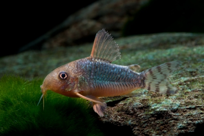 Corydoras gossei Callichthyidae