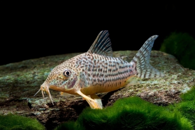 Corydoras haraldschultzi Callichthyidae