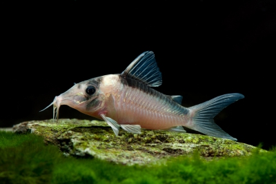 Corydoras imitator Callichthyidae