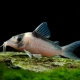 picture of Corydoras imitator