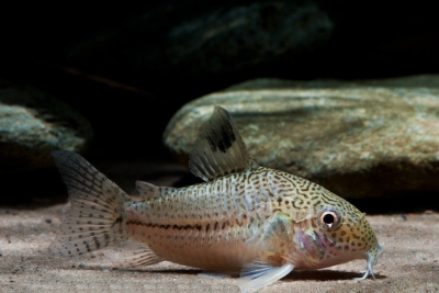 Corydoras julii Callichthyidae