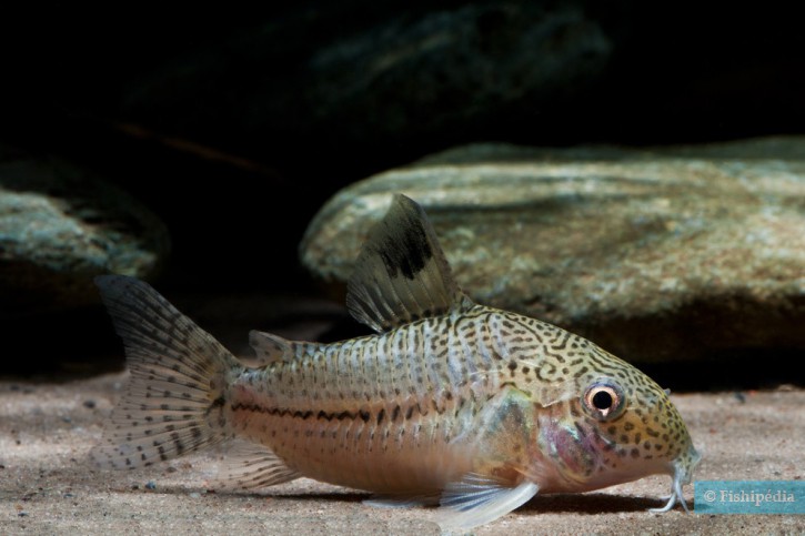 Corydoras julii