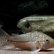 picture of Corydoras julii