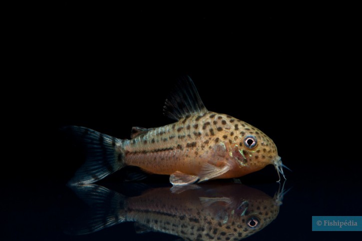 Corydoras knaacki