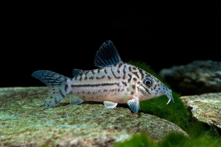 Corydoras leopardus