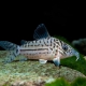 picture of Corydoras leopardus