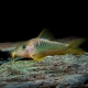 picture of Corydoras melanotaenia