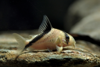Corydoras melini Callichthyidae