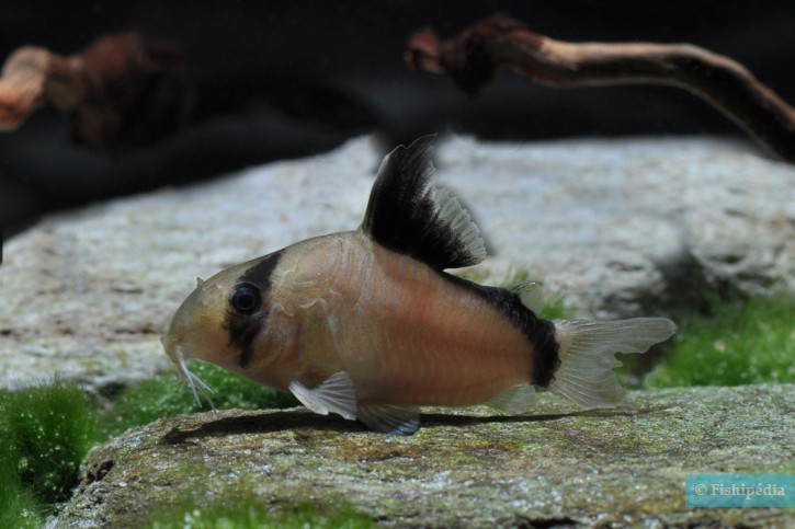 Corydoras metae