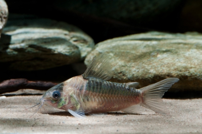 Corydoras nijsseni Callichthyidae