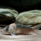 picture of Corydoras nijsseni