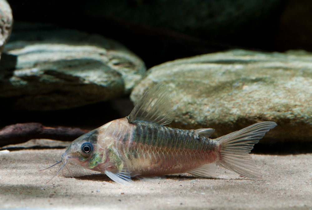 Corydoras nijsseni