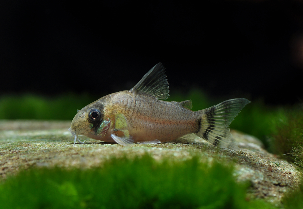 Corydoras oiapoquensis