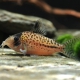 picture of Corydoras orphnopterus