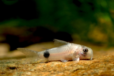 Corydoras ortegai Callichthyidae