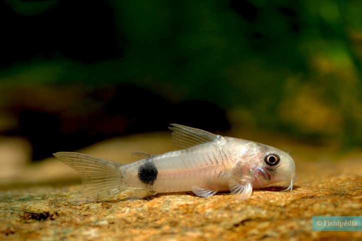 Corydoras ortegai