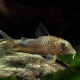 picture of Corydoras ourastigma