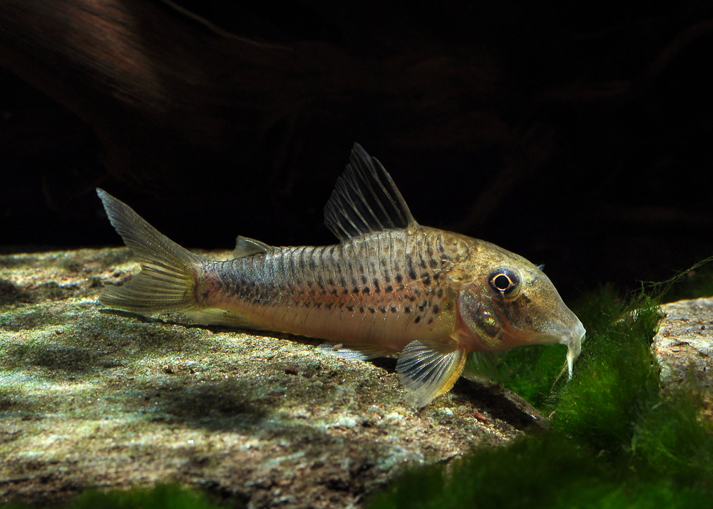 Corydoras ourastigma