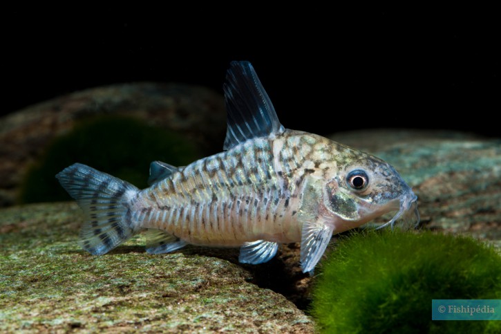 Corydoras reticulatus