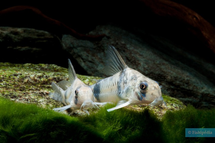 Corydoras reynoldsi