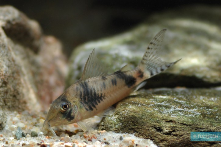 Corydoras reynoldsi