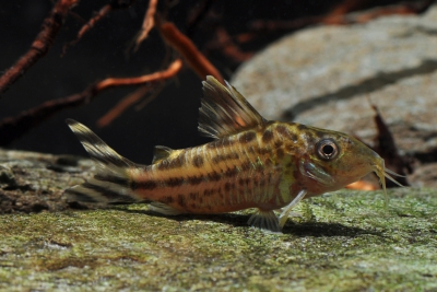 Corydoras robineae Callichthyidae