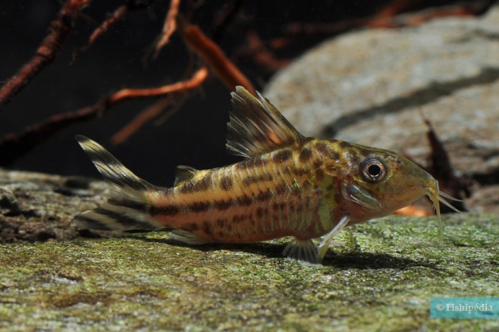 Corydoras robineae