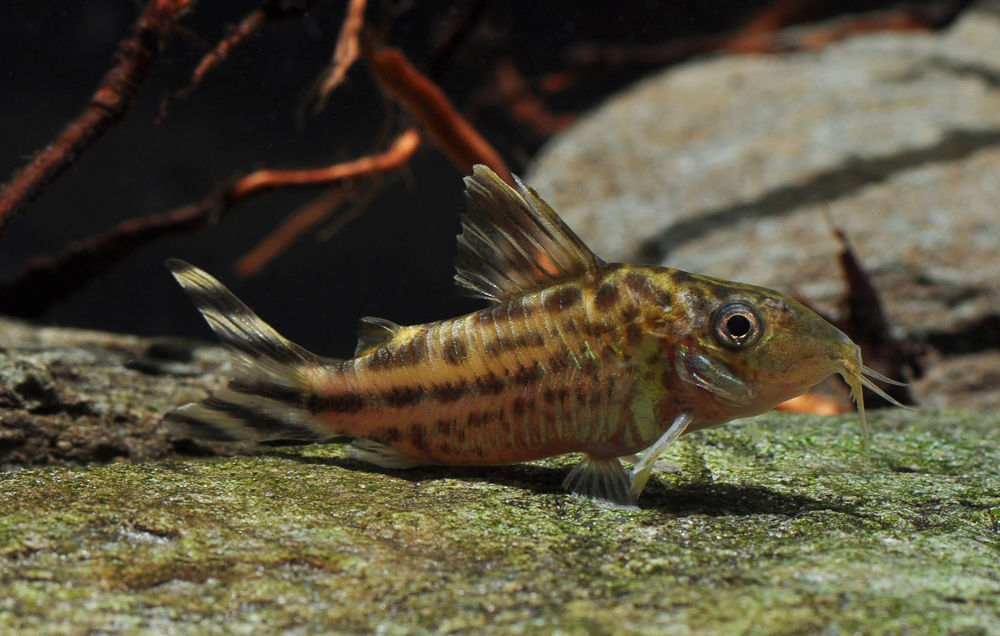 Corydoras robineae