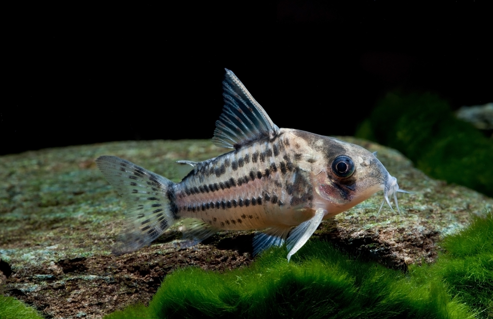 Corydoras schwartzi