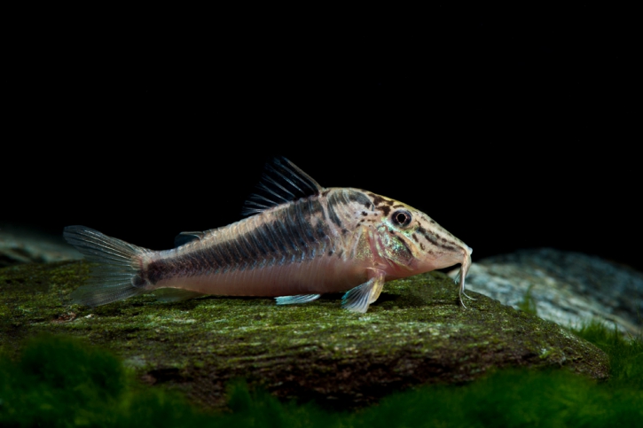 Corydoras semiaquilus