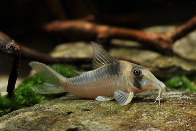 Corydoras serratus Callichthyidae