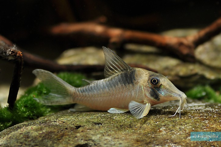 Corydoras serratus