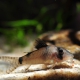 picture of Corydoras simulatus