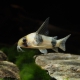 picture of Corydoras tukano