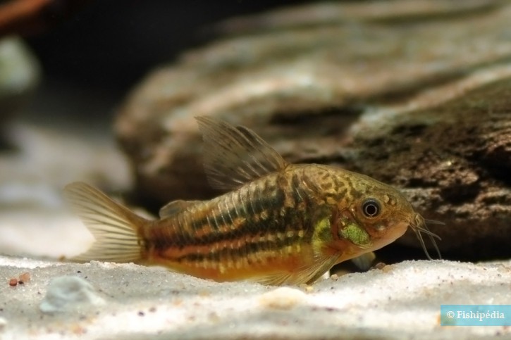 Corydoras undulatus