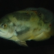 picture of Astronotus ocellatus