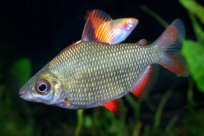Distichodus affinis Distichodontidae
