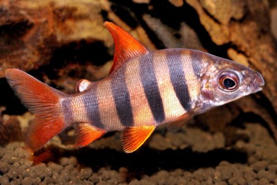 Distichodus sexfasciatus Distichodontidae