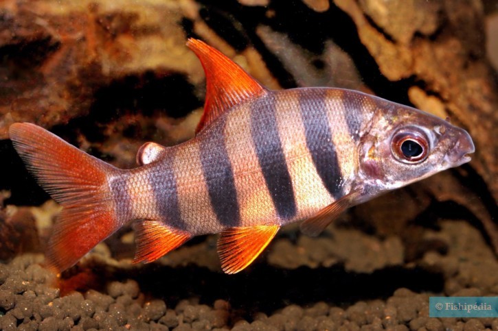 Distichodus sexfasciatus