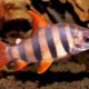 picture of Distichodus sexfasciatus