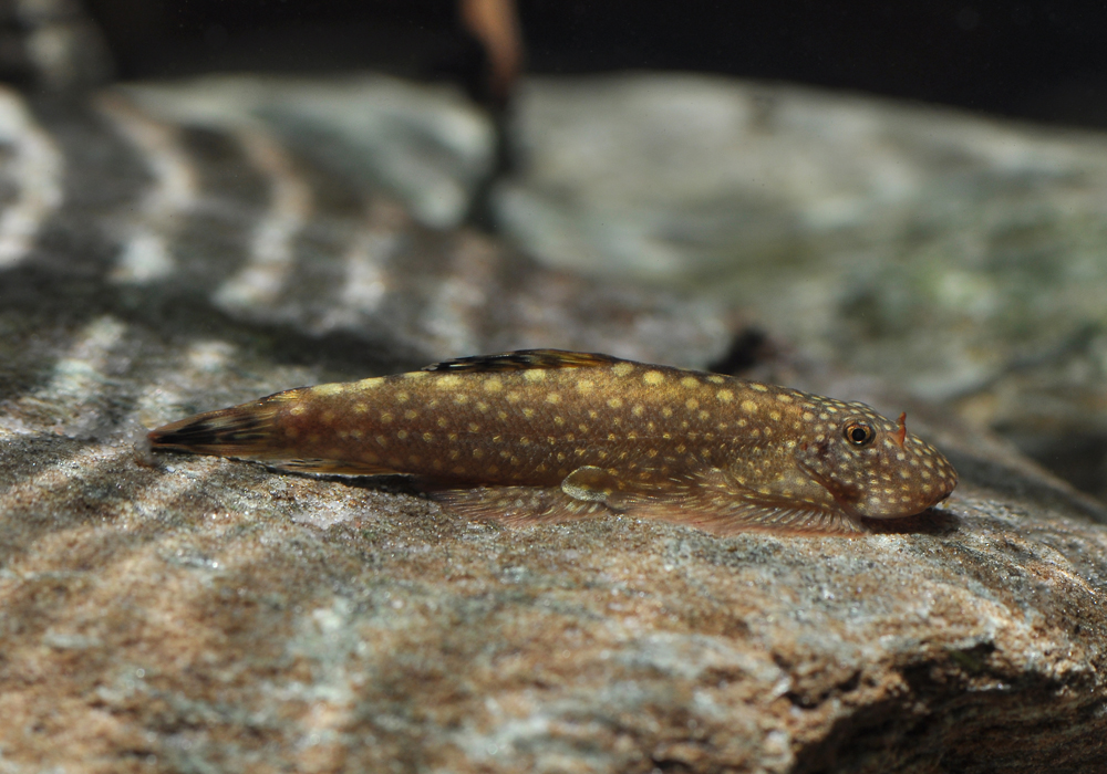 Gastromyzon ctenocephalus