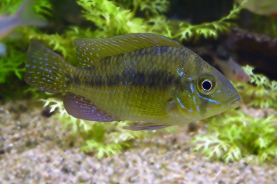 Gymnogeophagus meridionalis Cichlidae