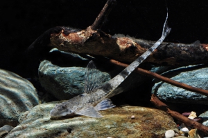 Hemiloricaria fallax