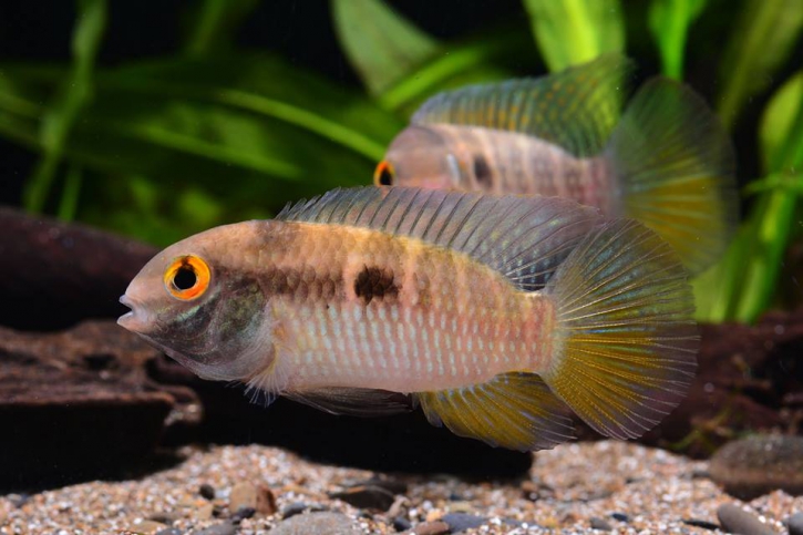 Laetacara fulvipinnis